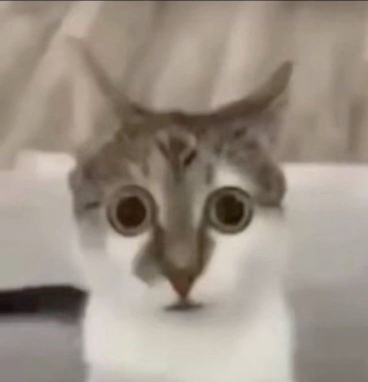 mintythesilly's tweet photo. @Roblox oh dear lord https://t.co/lljjDV06Xp