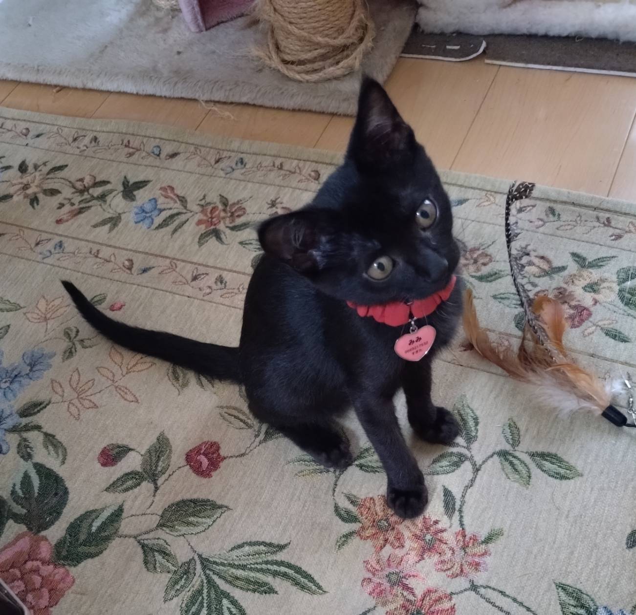 黒猫3 黒猫3兄妹 on X: 