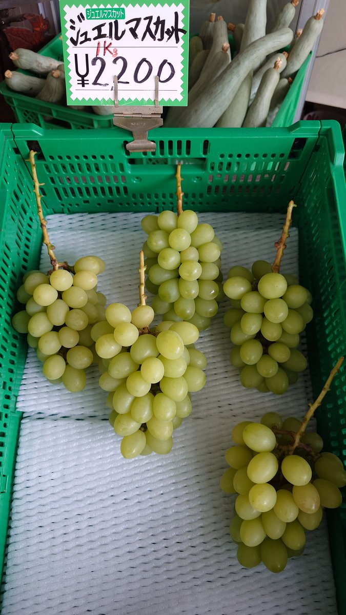 #ジュエルマスカット
本日から販売します
シャインは試食してよければ購入してもらっています
両方とも20日頃から本格販売です