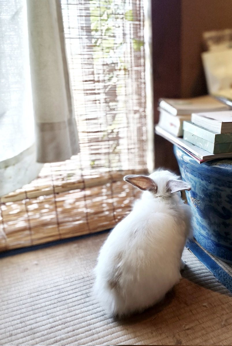 chobi20180604's tweet photo. すずしそうにみえるかな https://t.co/OleoFpq4qN