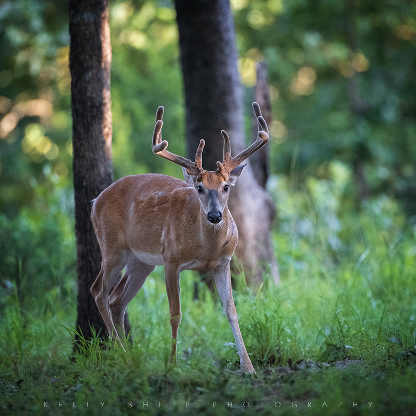 "The Staredown"

An almost-ten-point, white-tailed buck stares me down. You can see his battle wounds near his rib cage. Larger bucks tend to have these regularly.

#arkansas #wildlifephotography  #NaturePhotography