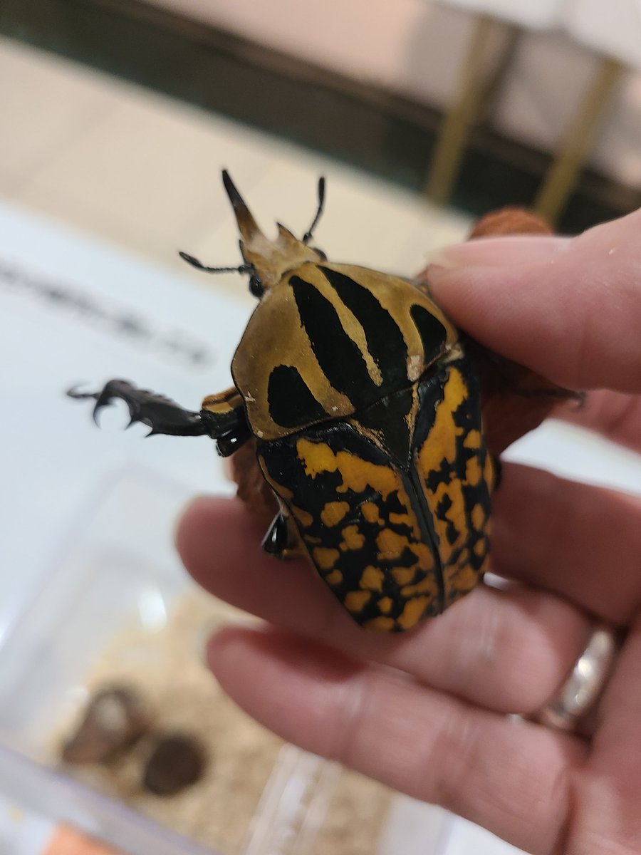 ふくおか大昆虫展に行った。丸山宗利先生の講演会とサイン会も参加できてめちゃ嬉しかった✨生きとる昆虫を触り放題でめちゃ楽しかったー！ツヤツヤなところを触ったりモフモフのところを触ったりできてテンション爆上がり。あと友達がクワガタに挟まれよるのを間近で見れてそれもめちゃよかった。