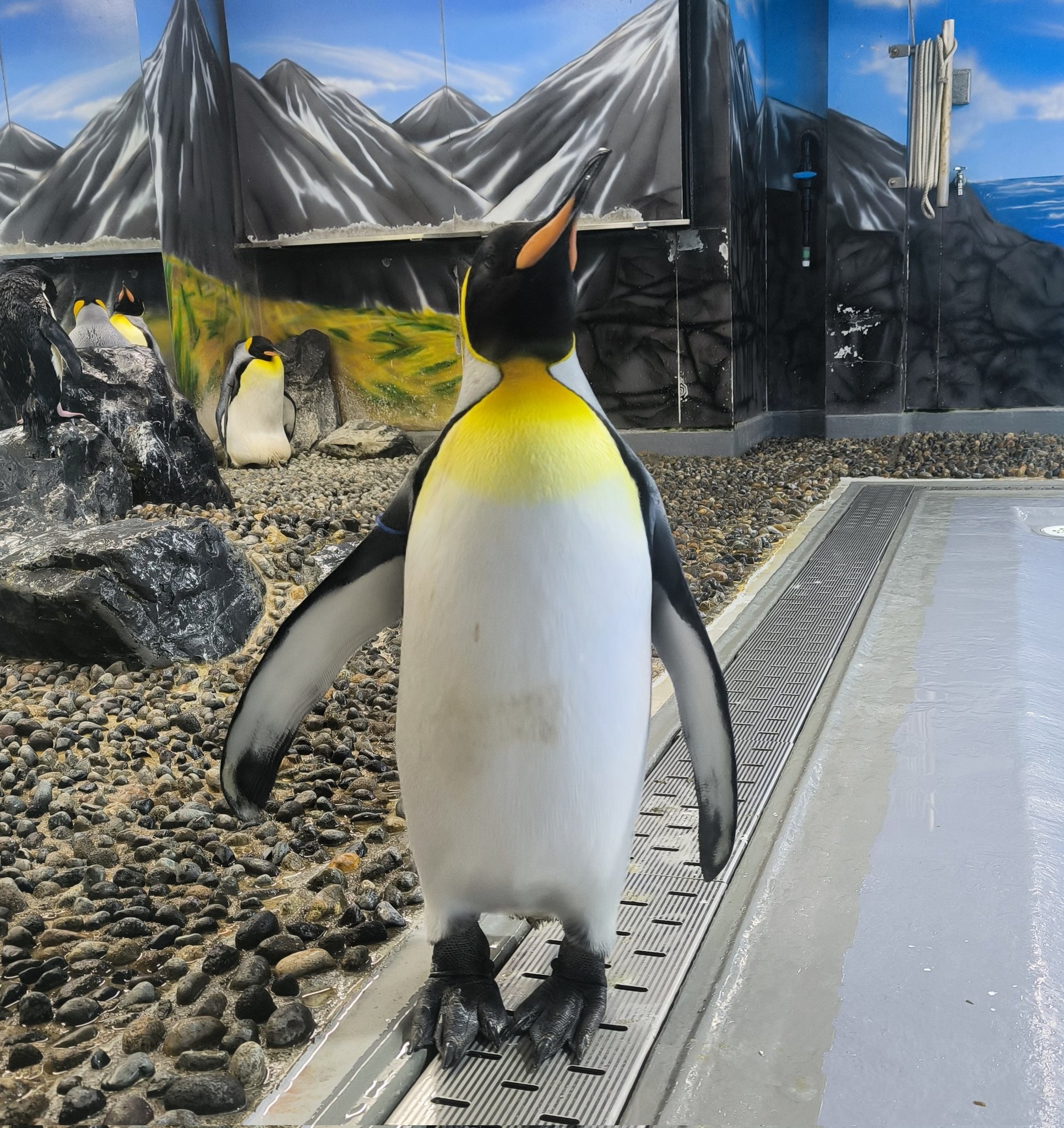 実物写真❤️ミオハルタカ好き❤️ ペンギンピアス 実物写真❤️ミオハルタカ好き❤️ ペンギンピアス - メルカリ