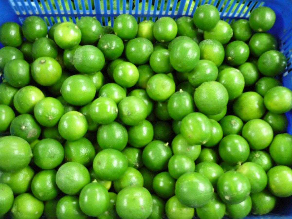VSF202's tweet image. 🍋 Fresh Limes from Vietnam – Seeded or Seedless. Slim green peel, juicy &amp;amp; vitamin-packed! Available year-round in 5–10kg bags.
📧 export2@vietseafarm.com.vn | 📞 +84 347 499 738
#VietnamLime #FreshExport #CitrusMarket