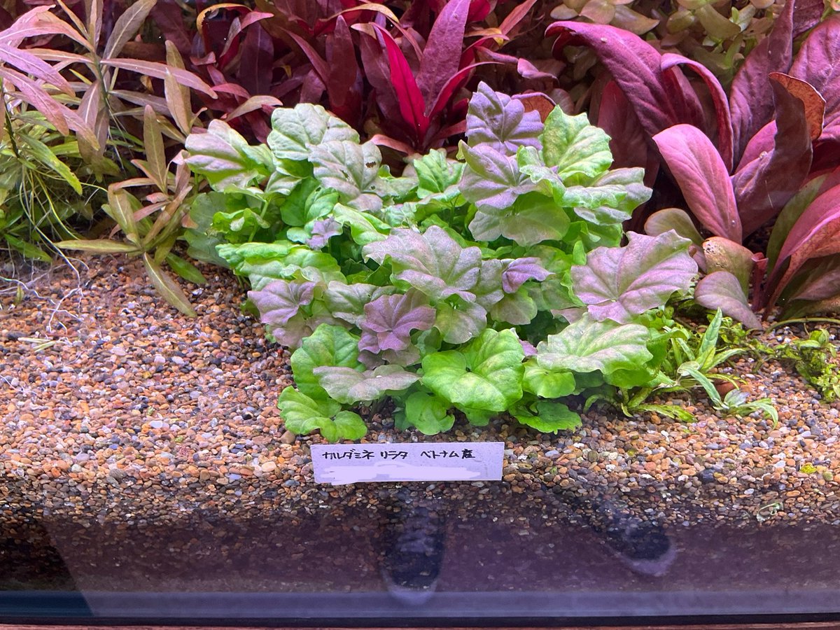 aqua_mono's tweet photo. Cardamine lyrata
カルダミネリラタ
ころっとした葉の形とうっすら紫に色付く姿が美しい！

#Cardamine lyrata
#カルダミネリラタ
#discovery https://t.co/VwwqznudZy