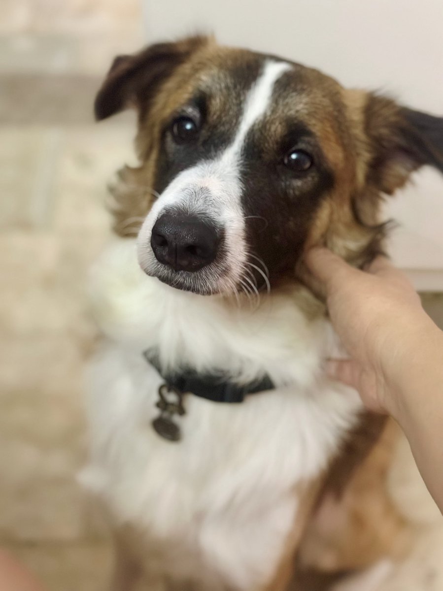 justcastellon's tweet photo. My big boi Bo just scored a role in my next novel #ByeJack! ✍️📚🐶 https://t.co/uObyLqocWG
