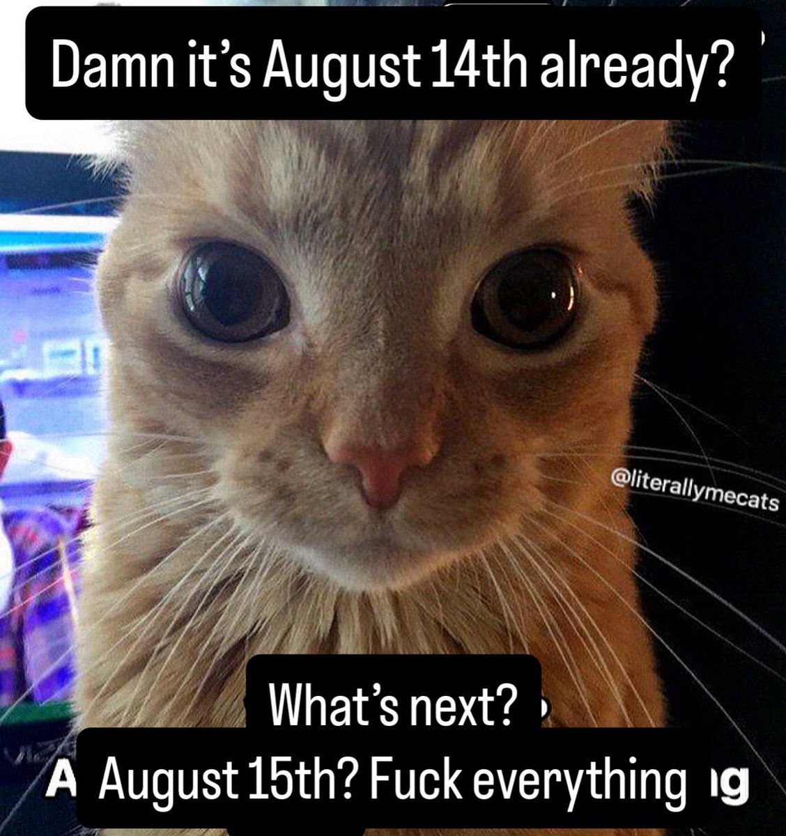 LiterallyMeCats (@literallymecats) on Twitter photo 