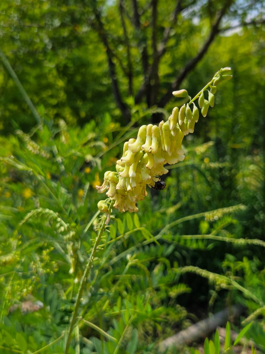 goldrose9090's tweet photo. 🌷Sophora flavescens — The Bitter Beauty of Herbal Tea

🌸#SophoraFlavescens #HerbalTea #KoreanWildflowers #MedicinalPlants #BitterHerb #SummerFlowers

👉Read more here!: 
🔗https://t.co/t2KrxllIlT https://t.co/hxd6slCu3a