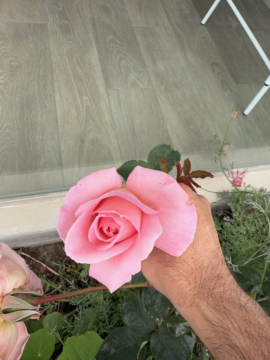 slj10_0's tweet photo. @elonmusk @elonmusk - rose video from Imagine is cool, but check out these REAL roses blooming in my garden! 🌹 So fragrant, they steal the show! #RealRoses #GardenVibes https://t.co/xxaUo6FUFO