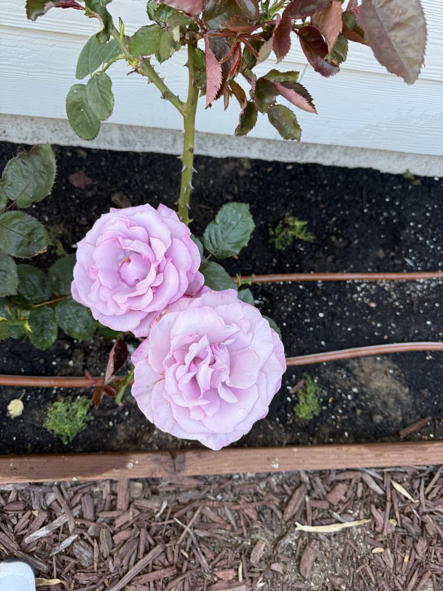 slj10_0's tweet photo. @elonmusk @elonmusk - rose video from Imagine is cool, but check out these REAL roses blooming in my garden! 🌹 So fragrant, they steal the show! #RealRoses #GardenVibes https://t.co/xxaUo6FUFO