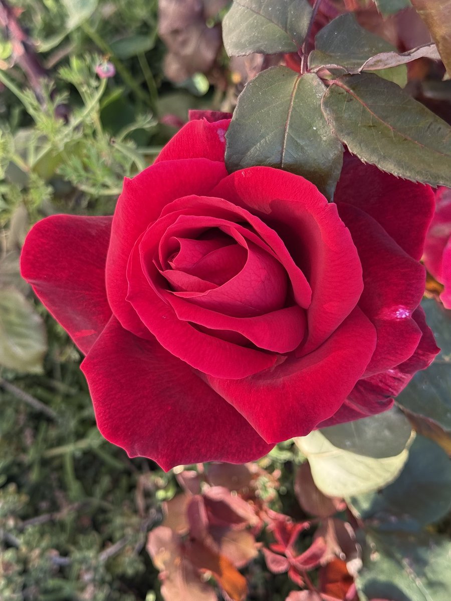 slj10_0's tweet photo. @elonmusk @elonmusk - rose video from Imagine is cool, but check out these REAL roses blooming in my garden! 🌹 So fragrant, they steal the show! #RealRoses #GardenVibes https://t.co/xxaUo6FUFO