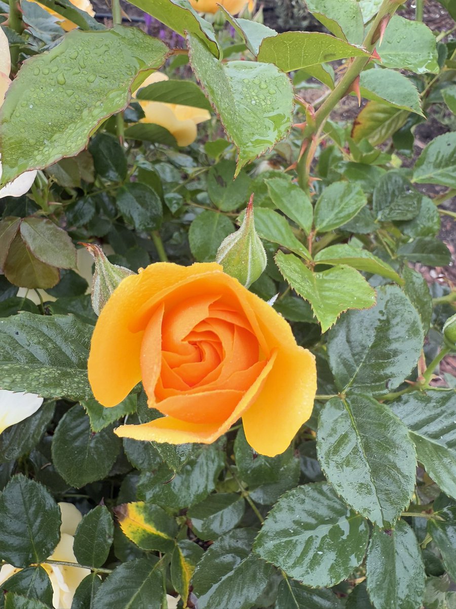 slj10_0's tweet photo. @elonmusk @elonmusk - rose video from Imagine is cool, but check out these REAL roses blooming in my garden! 🌹 So fragrant, they steal the show! #RealRoses #GardenVibes https://t.co/xxaUo6FUFO