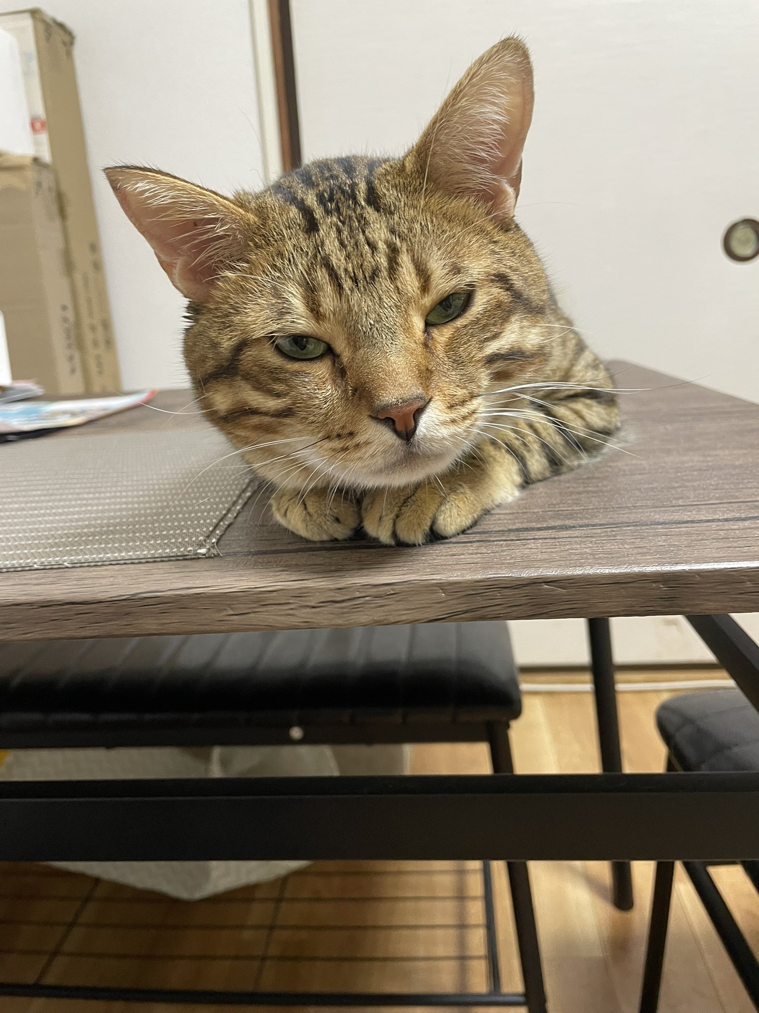 小さめ！猫目ルチルたん！かわいい！ ✨🤎ちゃおとたら吉🧑‍🦰😼🐾🤎✨ on X: 