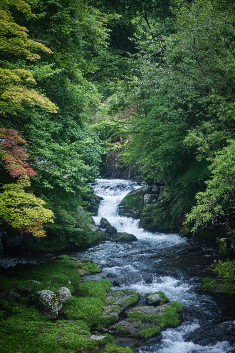 Magician_LUNA's tweet photo. 蓼科は風が心地よくて涼しい🌳
85mmレンズが最近のお気に入りです📸
#LUMIX #S5ll https://t.co/HzsE0QAgaY