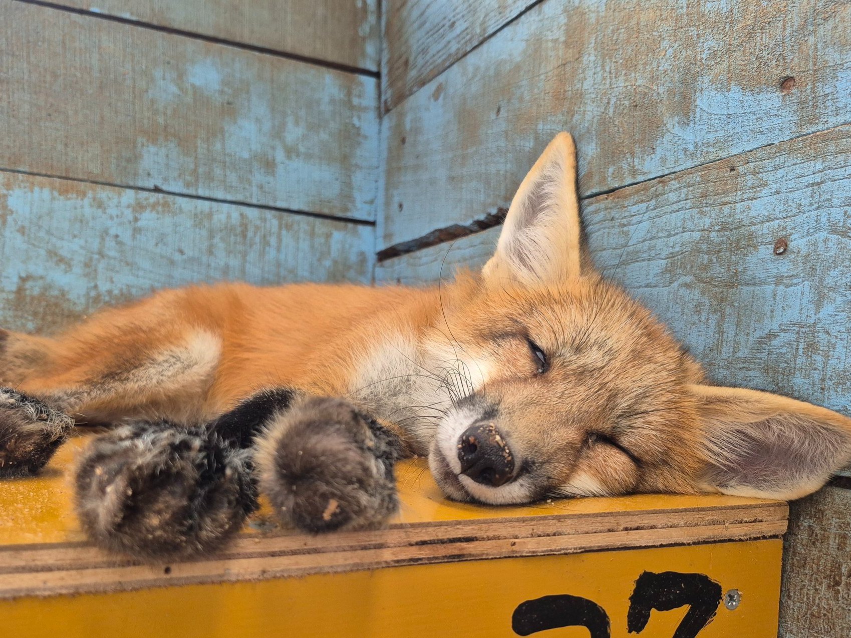 宮城蔵王キツネ村(公式)🦊 on X: 