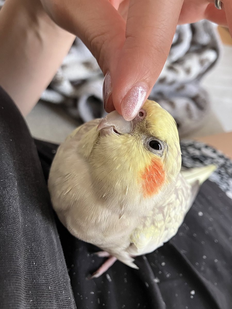 k_riku3's tweet photo. 迷子のオカメインコ　拡散希望

福島県須賀川市西川近くにて
8/13の昼頃に　オカメインコパールの
ゆきちゃんをロストしました。
助けてください。
一日中探し回っていますが、見つかりません。 https://t.co/l2QM7e3EfO