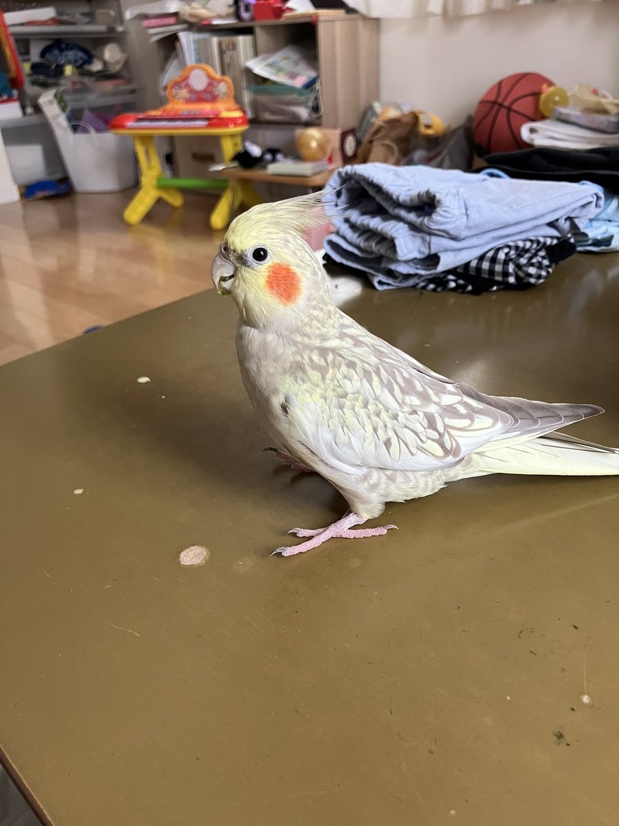 k_riku3's tweet photo. 迷子のオカメインコ　拡散希望

福島県須賀川市西川近くにて
8/13の昼頃に　オカメインコパールの
ゆきちゃんをロストしました。
助けてください。
一日中探し回っていますが、見つかりません。 https://t.co/l2QM7e3EfO