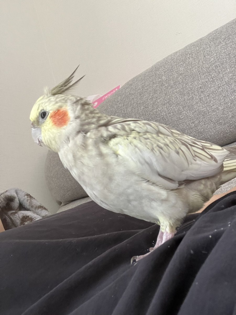 k_riku3's tweet photo. 迷子のオカメインコ　拡散希望

福島県須賀川市西川近くにて
8/13の昼頃に　オカメインコパールの
ゆきちゃんをロストしました。
助けてください。
一日中探し回っていますが、見つかりません。 https://t.co/l2QM7e3EfO