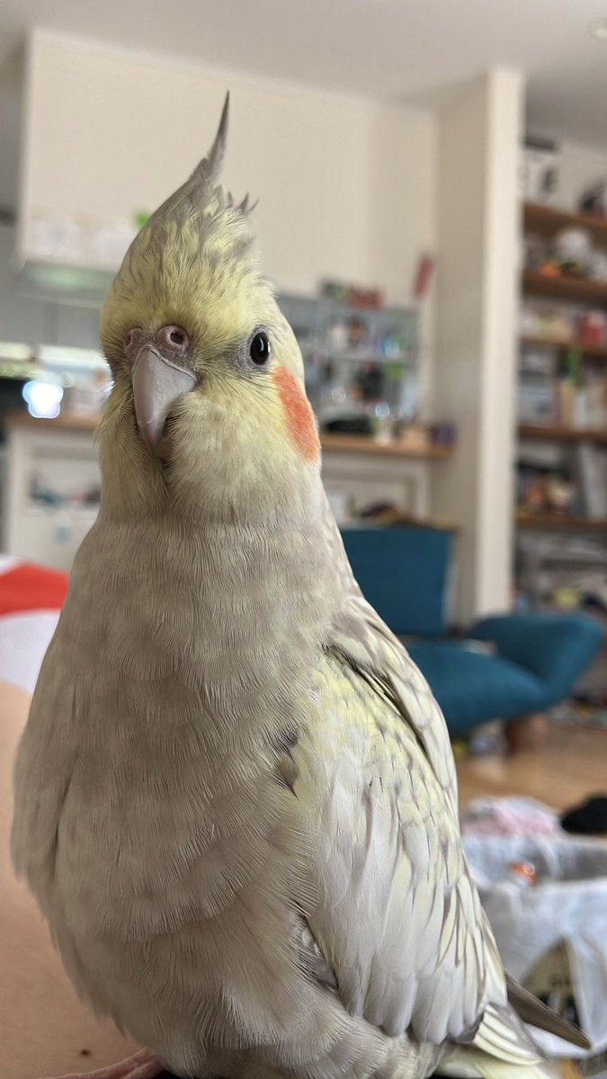 k_riku3's tweet photo. 迷子のオカメインコ　拡散希望

福島県須賀川市西川近くにて
8/13の昼頃に　オカメインコパールの
ゆきちゃんをロストしました。
助けてください。
一日中探し回っていますが、見つかりません。 https://t.co/l2QM7e3EfO