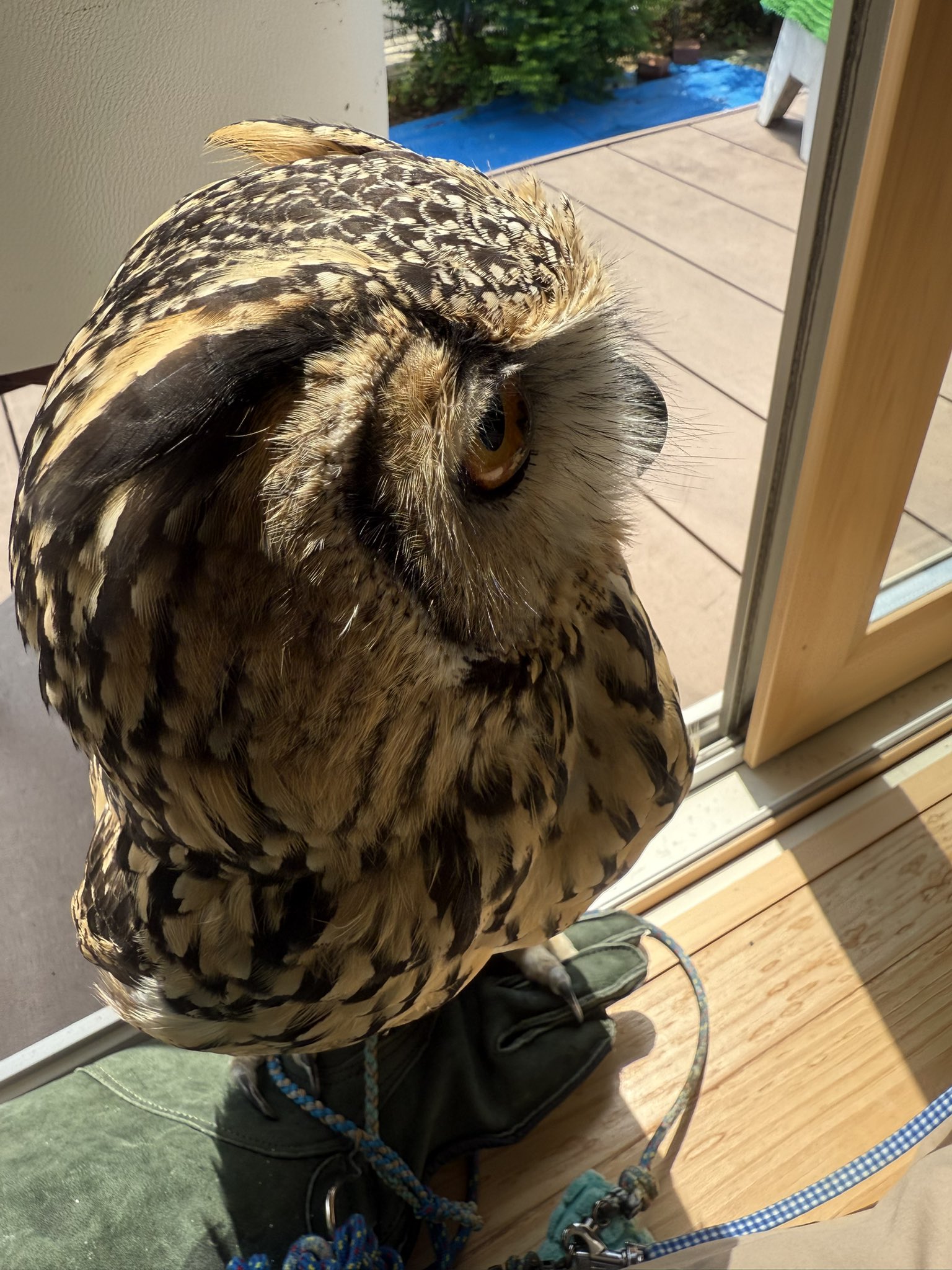 【G　ふくろうおばあちゃんの日向ぼっこ】 こどもの日🎏 今年は卵ちゃんで撮影行けなかったので、去年のお