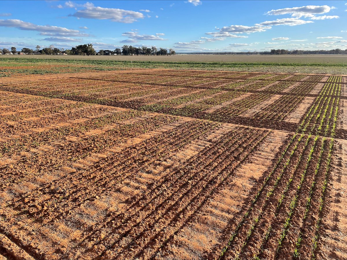 Farm_Link's tweet photo. FarmLink has responded to the dry start to the season by pivoting our Long-Term Field Trial project. 
This year’s trial is investigating the impact of grazing grain crops to provide quick winter feed for livestock. Two varieties of Wheat (Illabo and Scepter), plus Barley (Neo) and Oats (Goldie) are being grazed once or twice before being closed off to flower and set grain. 
Feed value and grain yield will be compared between these treatments and an ungrazed control, as well as a treatment that will be grazed right through the season.
Come and see this trial at the FarmLink Open Day on September 12.
Open Day tickets available here  https://t.co/RneTcO8xlY

Read more about the Southern NSW Drought Resilient Mixed Farming Systems Long-term Field Trial in the Winter Issue of The Link here
https://t.co/d1rhyv7qNN

This project received funding from the Australian Government’s Future Drought Fund.

#MixedFarmingTrials @DAFFgov @SouthernNSWHub @Gulbali_Inst