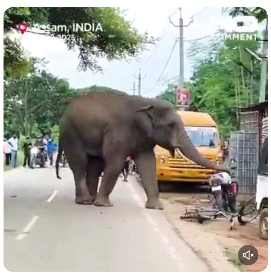 CitysFElephants's tweet photo. #India #Assam 💔🐘

❎❎❎UPDATE ❎❎❎

#Maniki, a female elephant who recently underwent medical treatment for her injuries, has been returned to her owner's home at Joysagar in Assam's Sivasagar.

↘️↘️↘️💔🐘
https://t.co/tCfwcq4QYs https://t.co/BV1duI2k06
