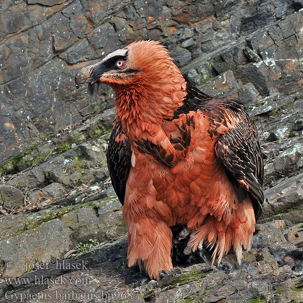 new favorite bird "bearded vulture" they look like little dragons