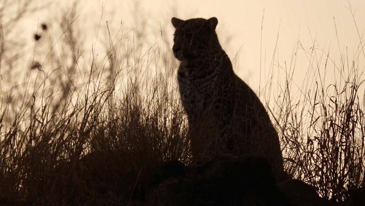 A beautiful silhouette of Rhulani #Wildearth