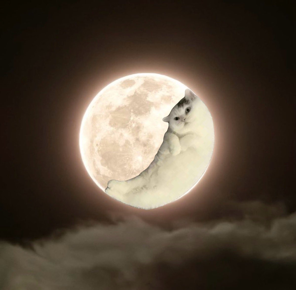 The cat moons at night. 🌙🐱