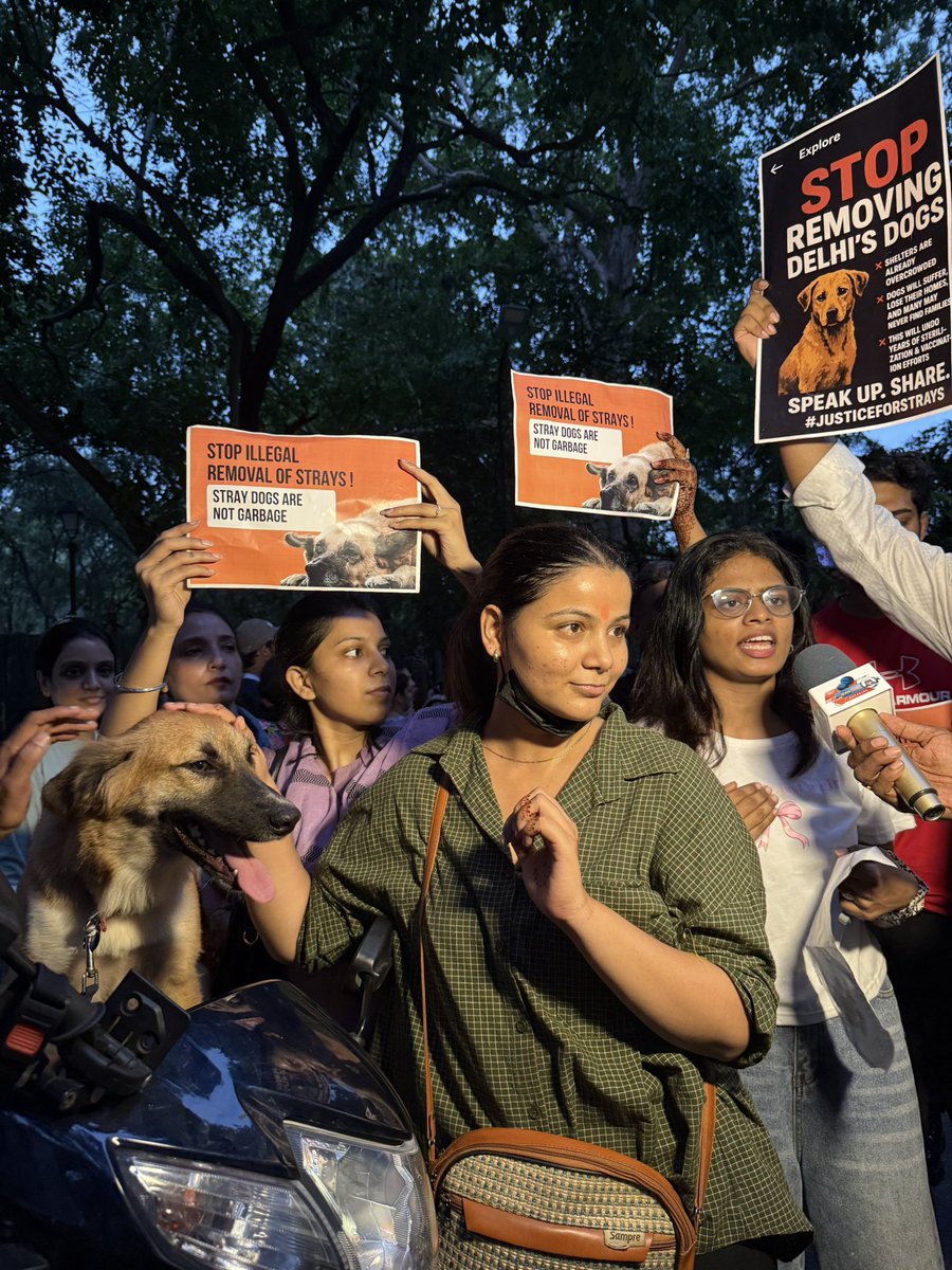 NeelabGupta's tweet image. Strange that compassion towards other beings could become so politically divisive. As Supreme court reviews the earlier order about removing ALL stray dogs, let us hope that sense, science and compassion prevails today. #straydogs #Dogsofdelhi @anishgawande @AmbikaShukla15