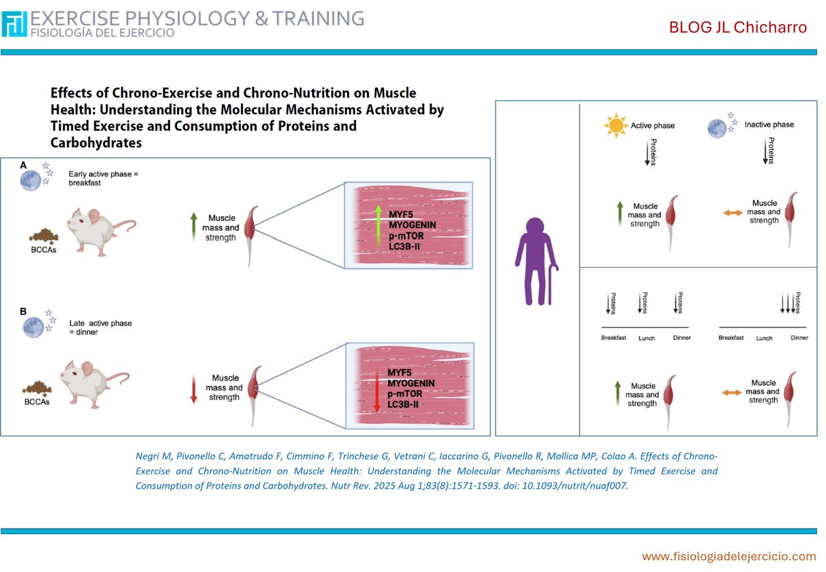 ChicharroJL's tweet image. Entrenar por la tarde (16:30–19:30) se asocia con mayores ganancias de masa muscular que entrenar por la mañana. La ingesta de proteínas en momentos estratégicos, especialmente después del ejercicio, estimula la vía mTORC1, clave en la síntesis proteica y la hipertrofia, mientras…