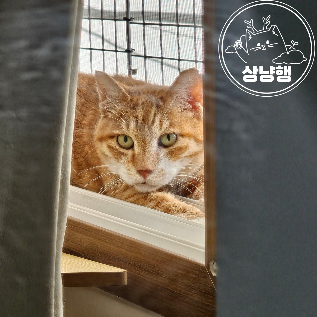 smu_cat's tweet photo. 뭘 보냥? 나만의 시간을 방해하지 말라옹. 😤 https://t.co/F3XUtOkjPE