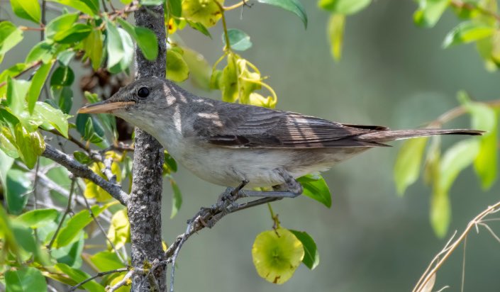 gunun kusu👉🏻👉🏻zeytin mukalliti👇🏻👇🏻