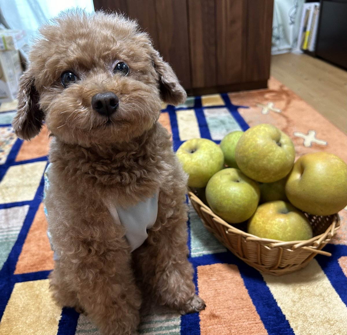 EncgH's tweet photo. 我が家の毎年恒例行事、梨屋さんに梨を買いに行って来ました！今年は梨のできが遅いそうです💦
帰りに初めてコナズ珈琲に寄って、ハンバーガー🍔とパンケーキ🥞をお腹いっぱい食べて満足満足😋
ころ🐶もお利口さんで待っててくれてありがとう🩷

#梨 #コナズ珈琲 #ハンバーガー #パンケーキ #満足 https://t.co/y1kkZmGT7v