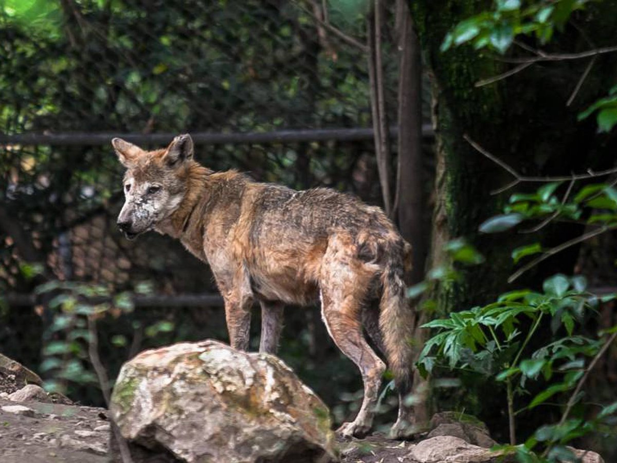 No es un perro callejero, fue uno de los últimos lobos mexicanos del linaje Aragón

De los tres linajes fundadores que dieron origen a los programas de reproducción en cautiverio, el linaje Aragón es el único propiedad  del gobierno de México.

Y está al borde de desaparecer.