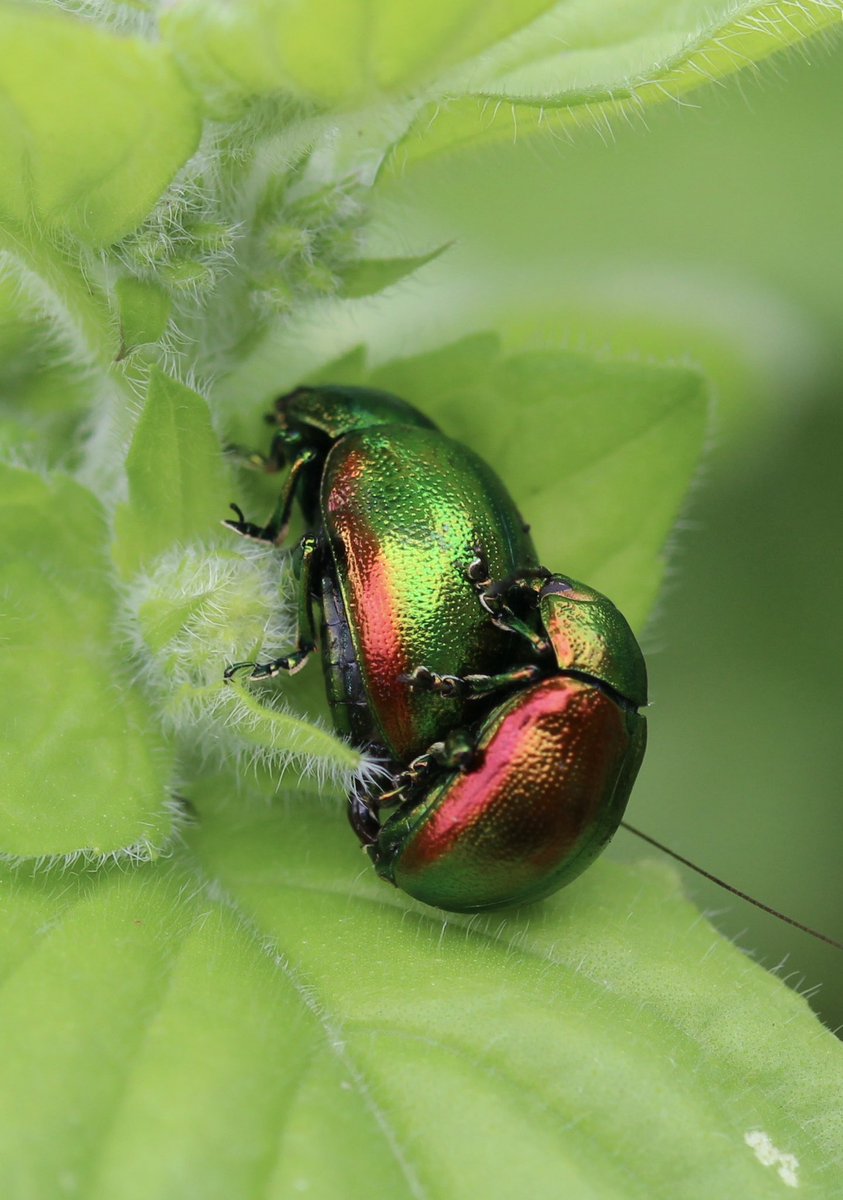 ChroniqueJardin's tweet photo. Petites chrysomèles dans la fraîcheur d’une touffe de menthe aquatique. #Coléoptère #PrairiesHumides #MaraisPoitevin https://t.co/ELriDgSrfp