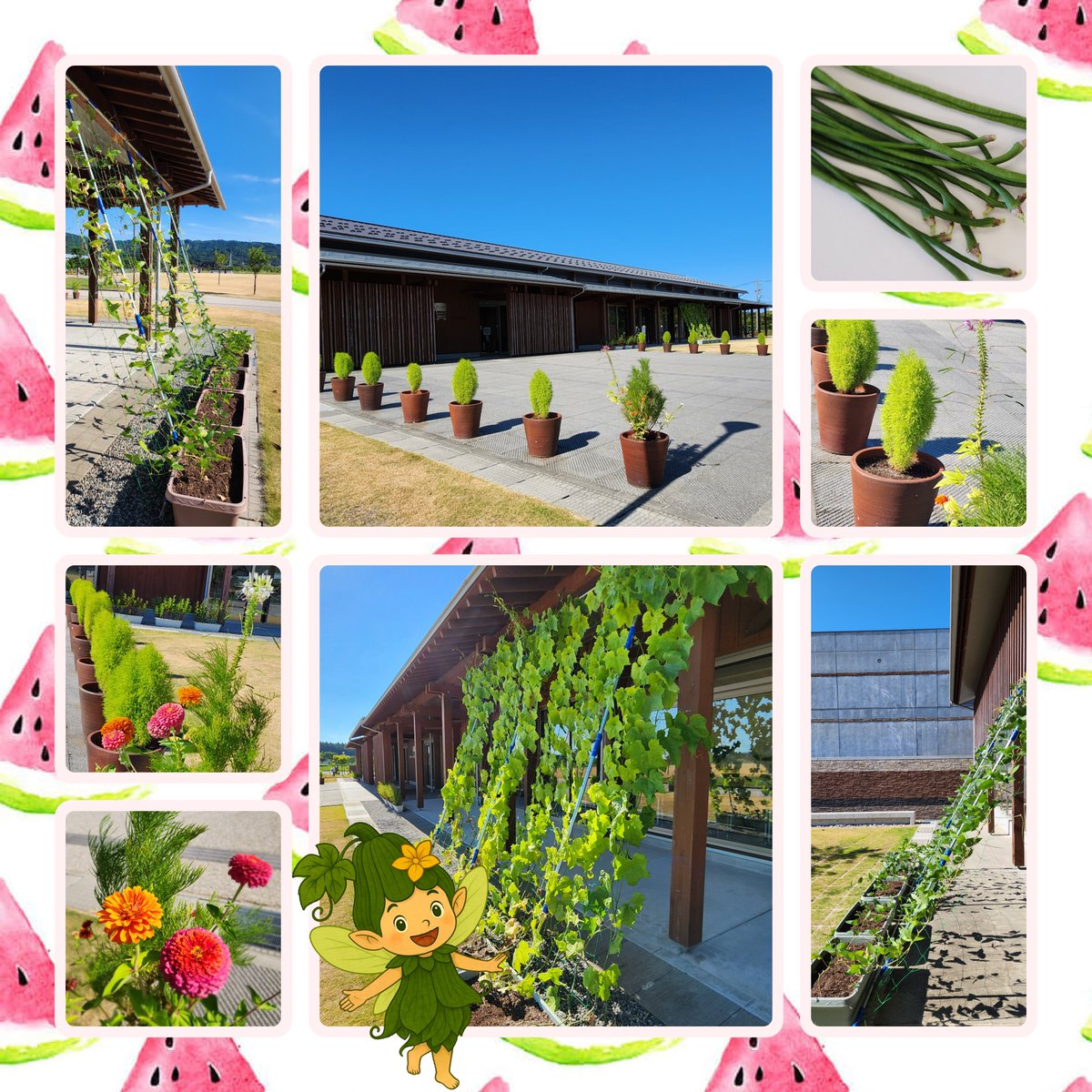 noto_museum's tweet photo. 5月に「植物を育てよう！鉢植え＆グリーンカーテン＆たねダンゴ作り」があり、3ヶ月が過ぎました。 ＃ササゲ は、7月半ばくらいから収穫ができるようになり、今までに434本を採りました。中でも、一番長かったのは46㎝の大きさでした。
＃能登 ＃植物 ＃グリーンカーテン ＃野菜 #ガーデン #夏休み https://t.co/WoqYqW1pfh
