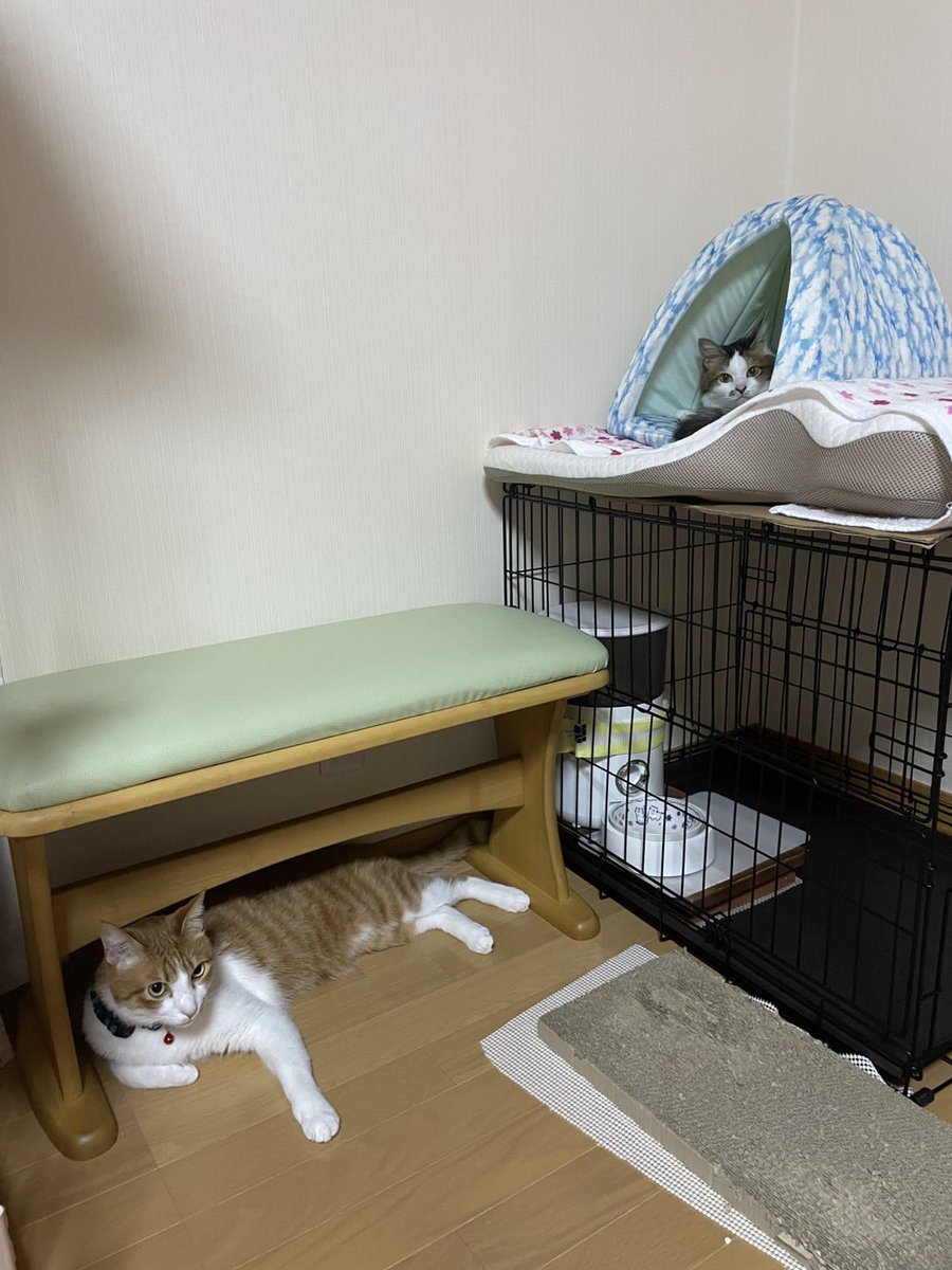 usausapeach's tweet photo. 母「現実でもこの距離感になってほしい」
私「いつも絶妙な距離感だもんね」 https://t.co/EKPkZ7SrMe
