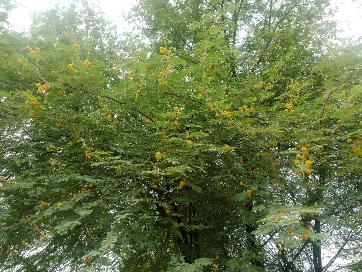 Another video of Lexi bonner vile gi