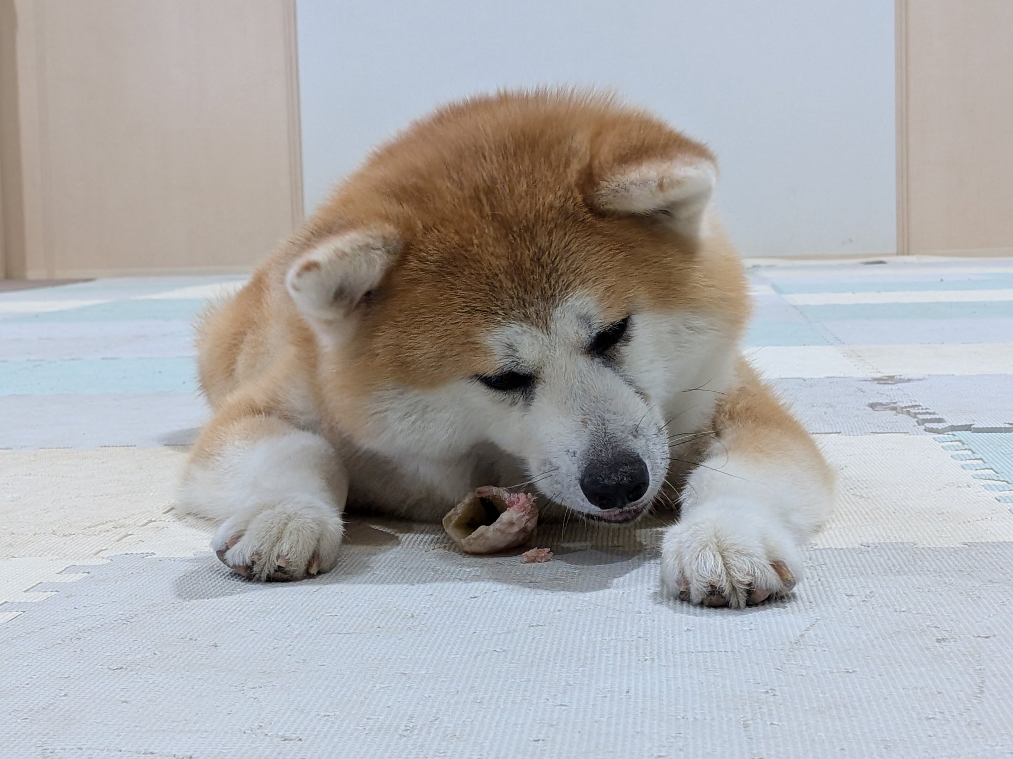愛犬サンプル写真 mqdefault.jpg