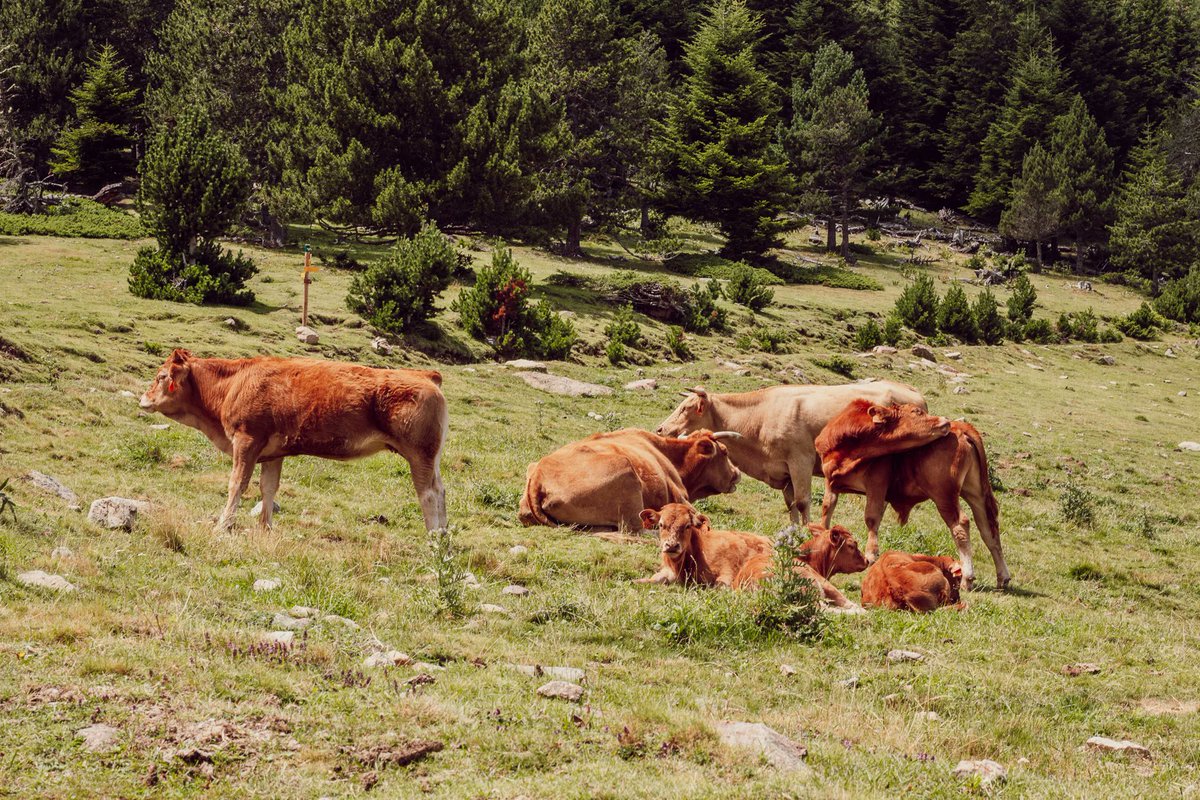 El mal averany de la glacera difunta del Canigó.  xavierfebres.com/2025/08/el-mal…