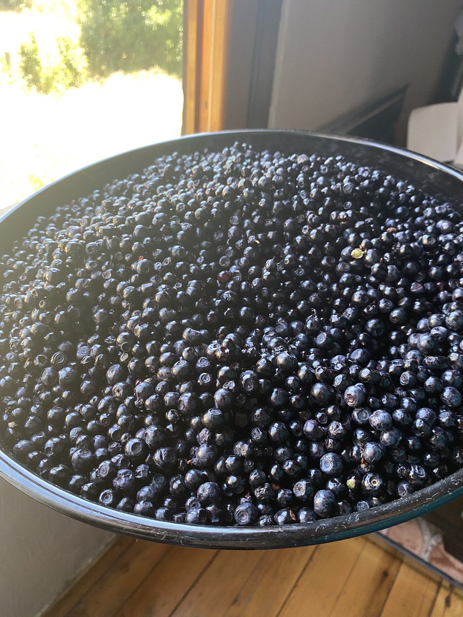 DekioyleSimone's tweet image. Memleketime geldik. Instagram tarihimin en çok etkileşim alan paylaşımı babamın dağlardan tepelerden topladığı yaban mersinini koyduğum bu paylaşım oldu