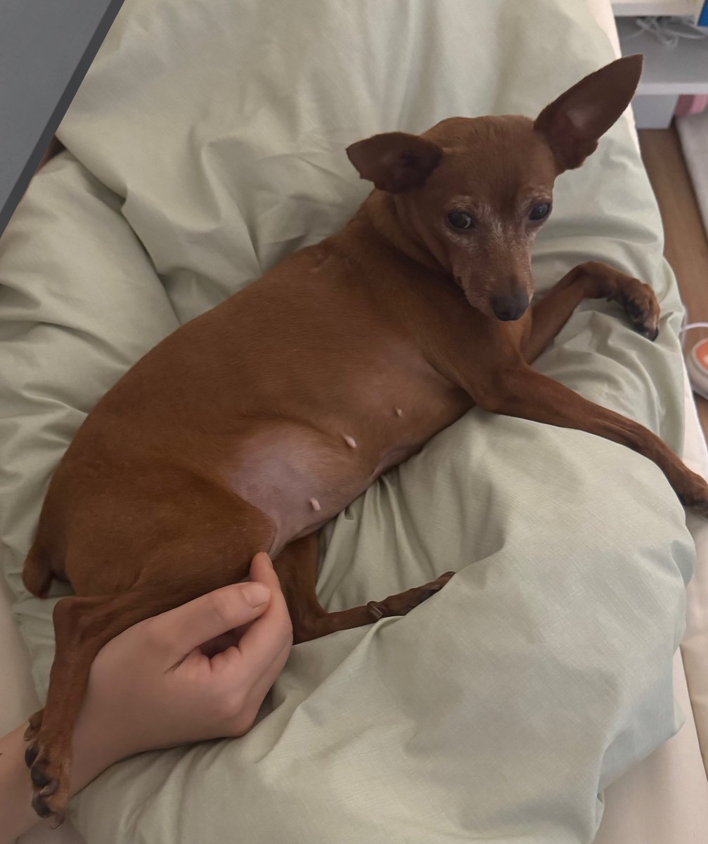 여자들이 좋아하는 거: 동물, 그리고 통대창