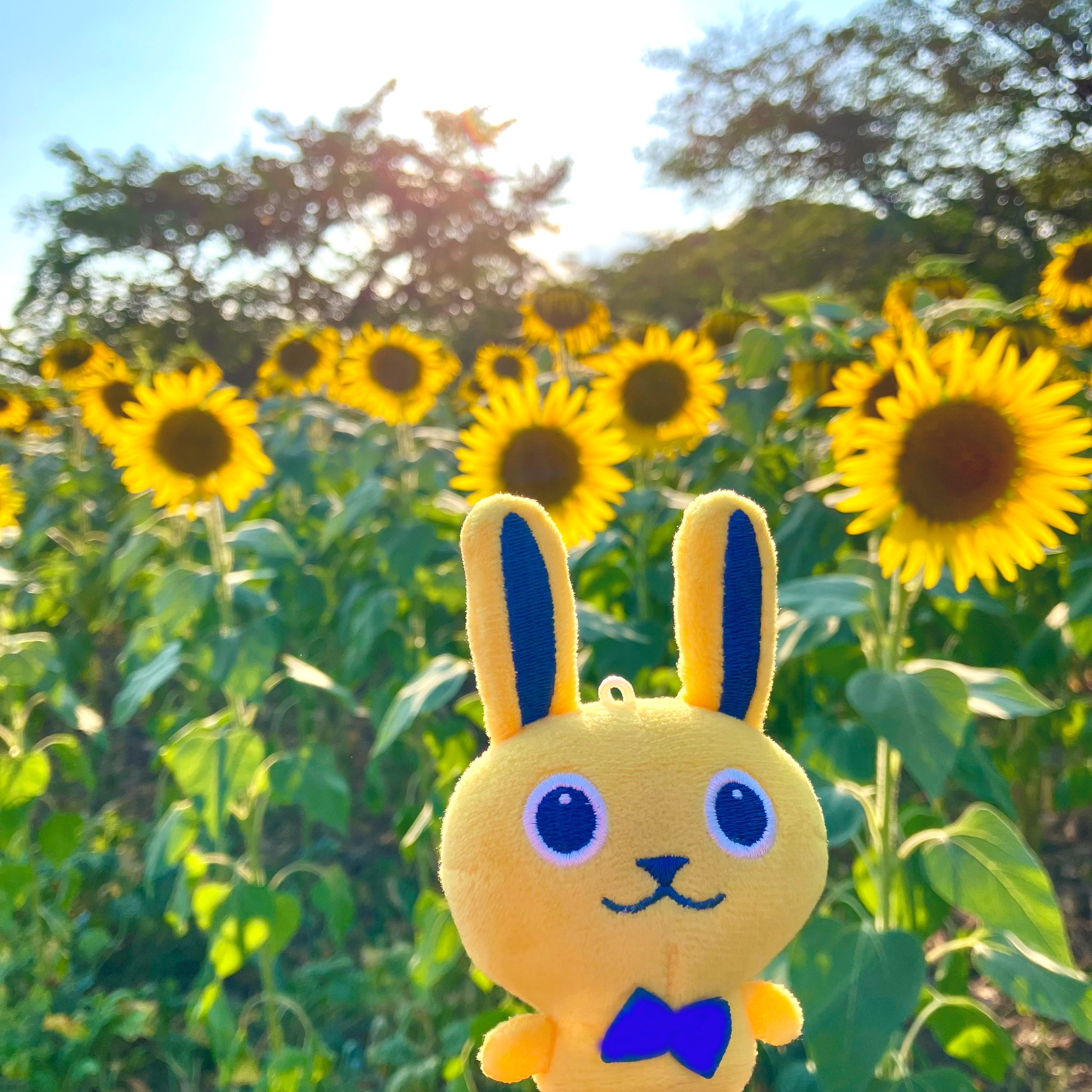 かわさきひまわり様 71FexcClpQL._UF350,350_QL50_.jpg