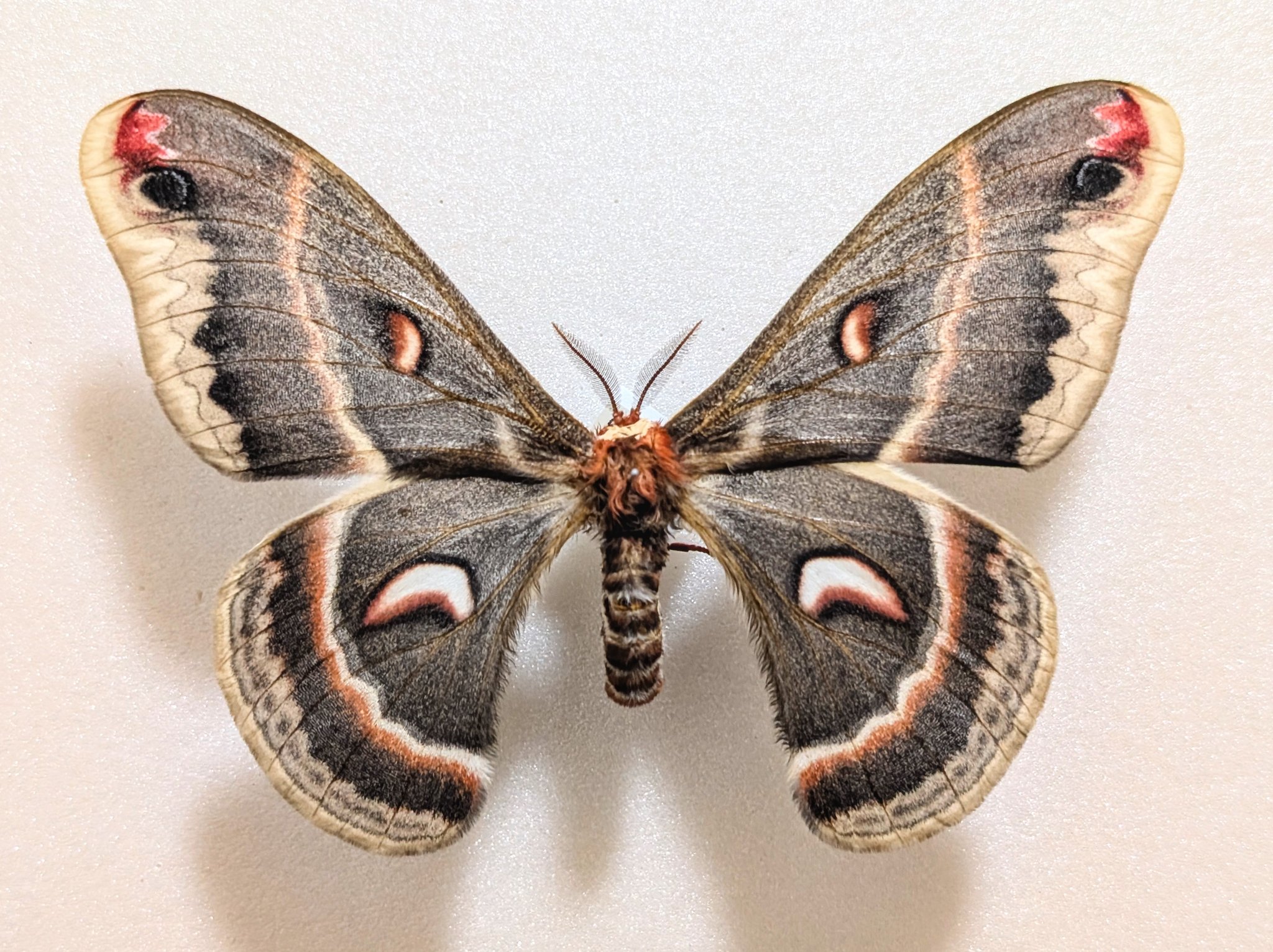 M0 (@mom0mom0mom0m00) / X