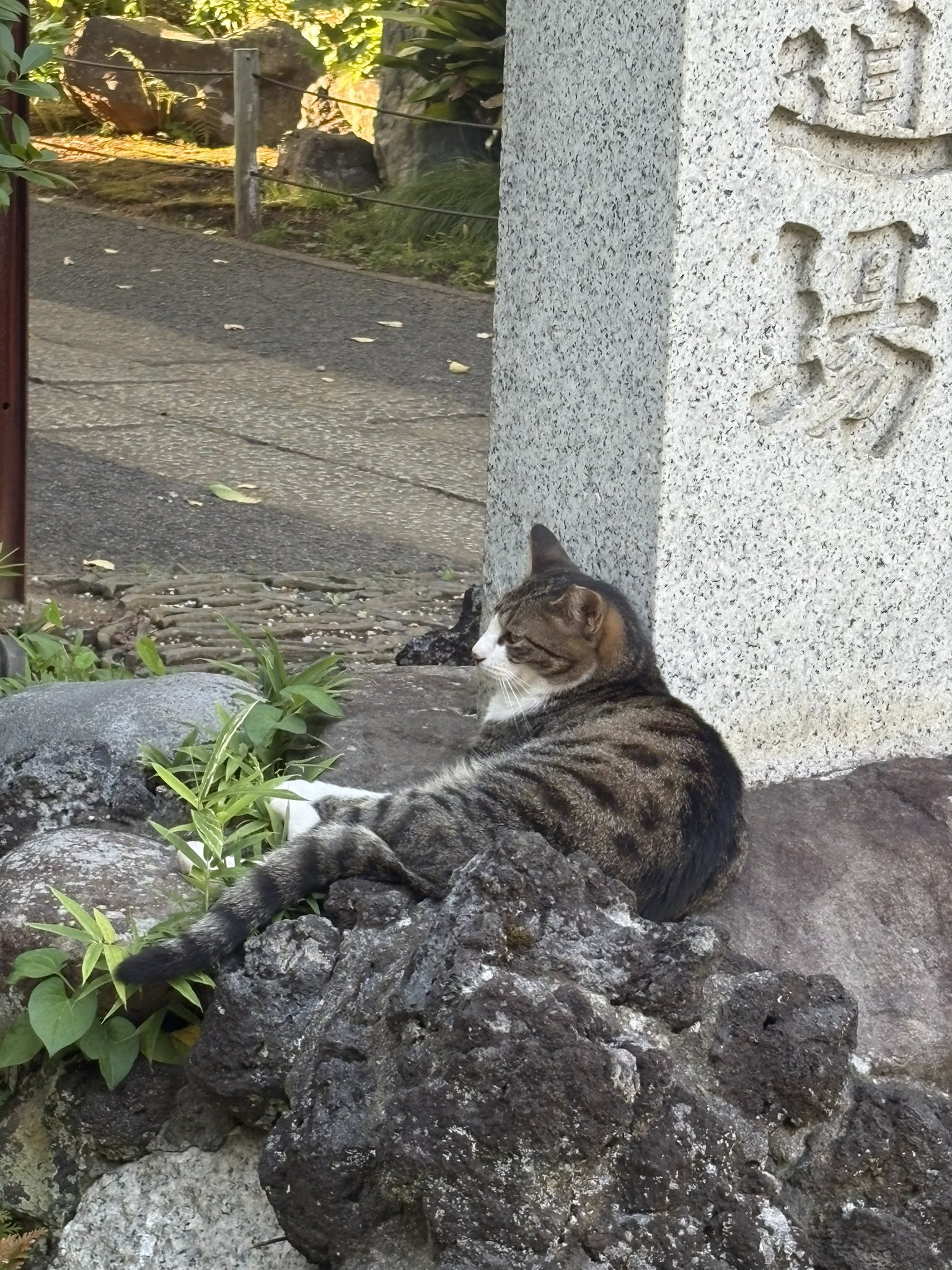 ねこ Amazon.co.jp: ご縁猫 富士山(M-SIZE 黒 Black）右手あげ/陶器
