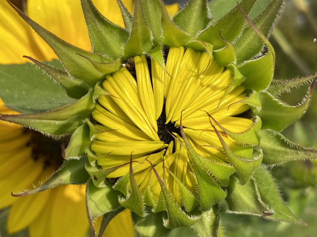 226/365 🕊 Dobro jutro. ☕️ Lep četrtek vam želim.