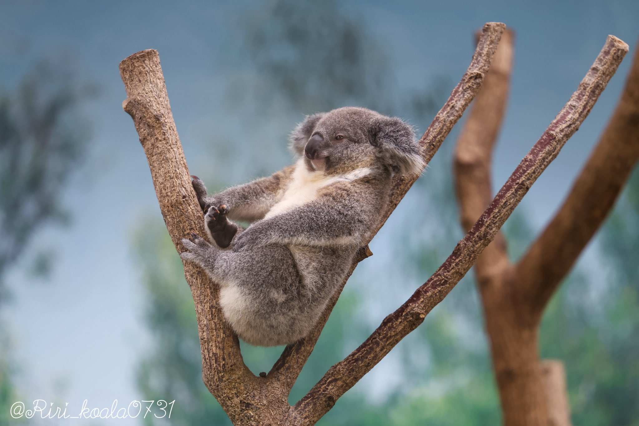 🎀 莉里 🐨 on X: 