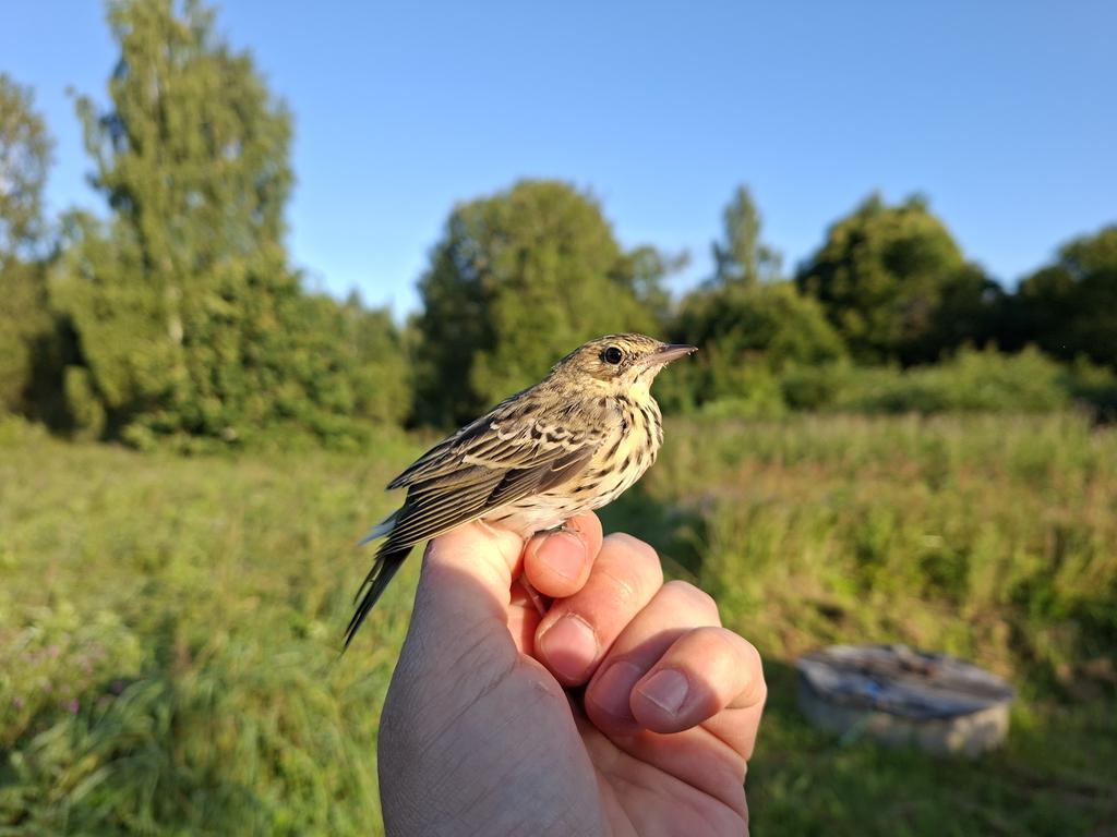 Caurceļo ķauķi (attēlā - iedzeltenais), mušķērāji (attēlā - melnais), čipstes (attēlā - koku).