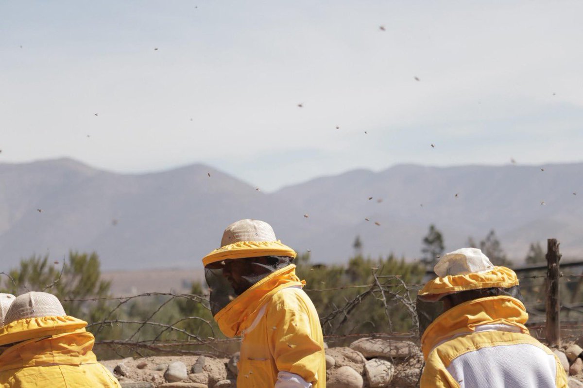 Cooperativa ApiHuasco fortalecerá producción y comercialización nacional e internacional de su miel, gracias al apoyo de #INDAP #Atacama <a href="/MinagriAtacama/">Minagri Atacama</a> 

indap.gob.cl/noticias/coope…